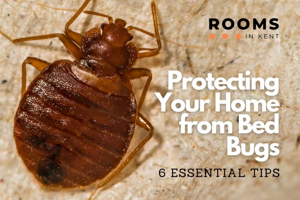 Protecting Your Home from Bed Bugs – 6 Essential Tips - Rooms in Kent ...